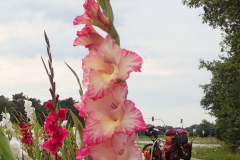 Blumenpracht am Wegesrand Blumenpracht am Wegesrand