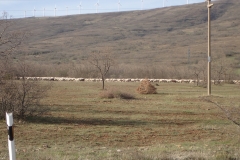 riesige Schafherde auf Paßhöhe 1200m