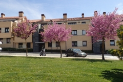 blühende Kirschbäume in den Vororten von Pamplona