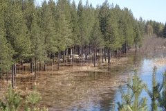 Hochwasser, Kiefern wachsen nicht im Wasser