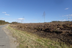 so ein gerodetes Waldstück sieht schon etwas nach Wüste aus
