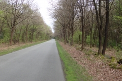 asphaltierte Straße mitten durch den Wald