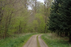 Waldweg im Verlauf der Radroute 64