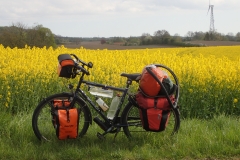 Pause vor dem blühenden Rapd