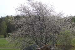 die Kirschbäume blühen in voller Pracht