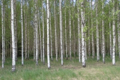 auch solche Wälder gibt es in Schweden